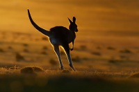 Klokan obrovsky - Macropus giganteus - Eastern Grey Kangaroo o8426